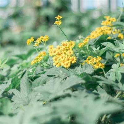 澳门银银河官方网welcome下载手机版